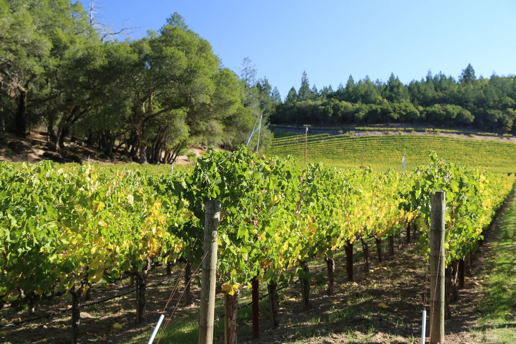 Abreu Vineyards in the Napa Valley, U.S.A