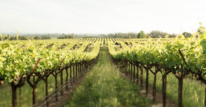 Angeline Winery, Sonoma County, Russian River, U.S.A