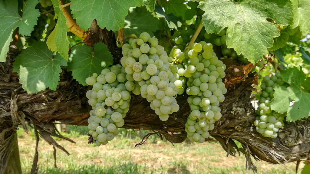 Chenin Blanc