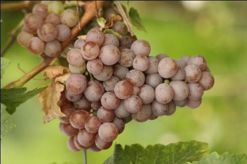 Gewurztraminer