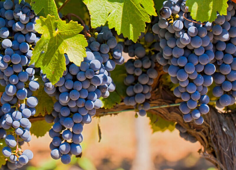 Merlot