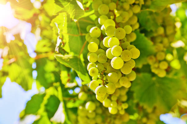 Pinot Gris