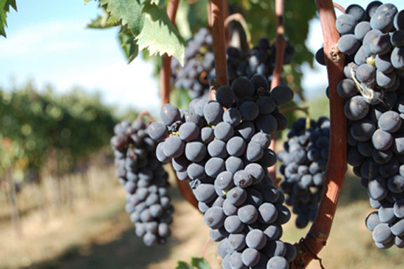Sangiovese