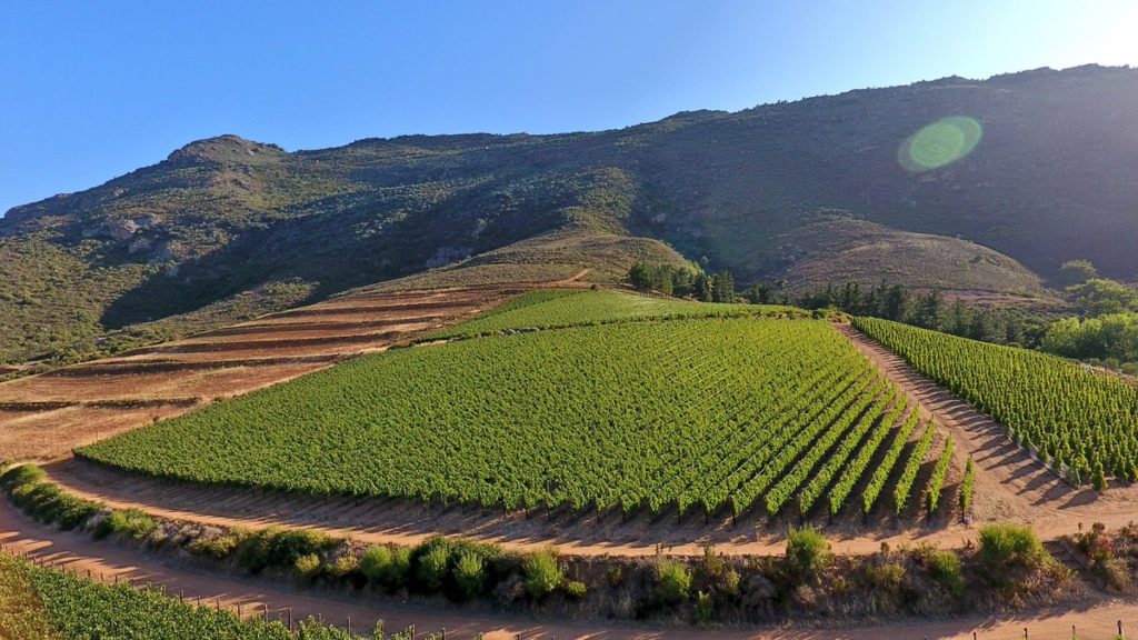 Swartland Wine Region