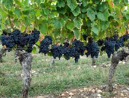 Malbec